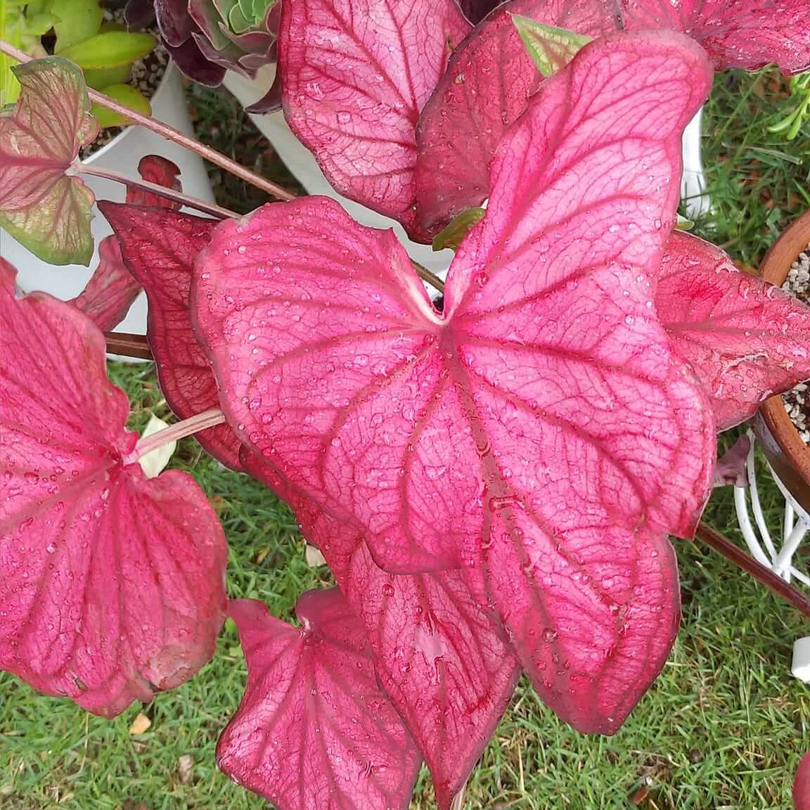 Caladium Seeds – Pink Mix