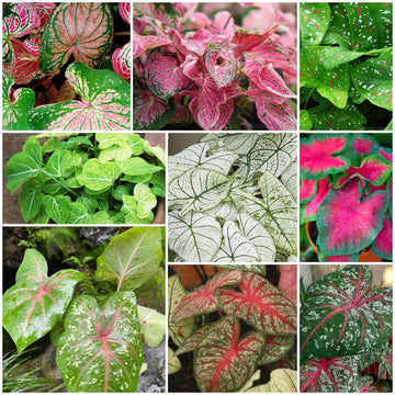 Caladium Seeds - All In One For Home Gardens