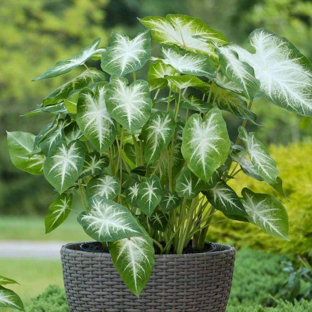 Caladium Seeds - All In One For Home Gardens