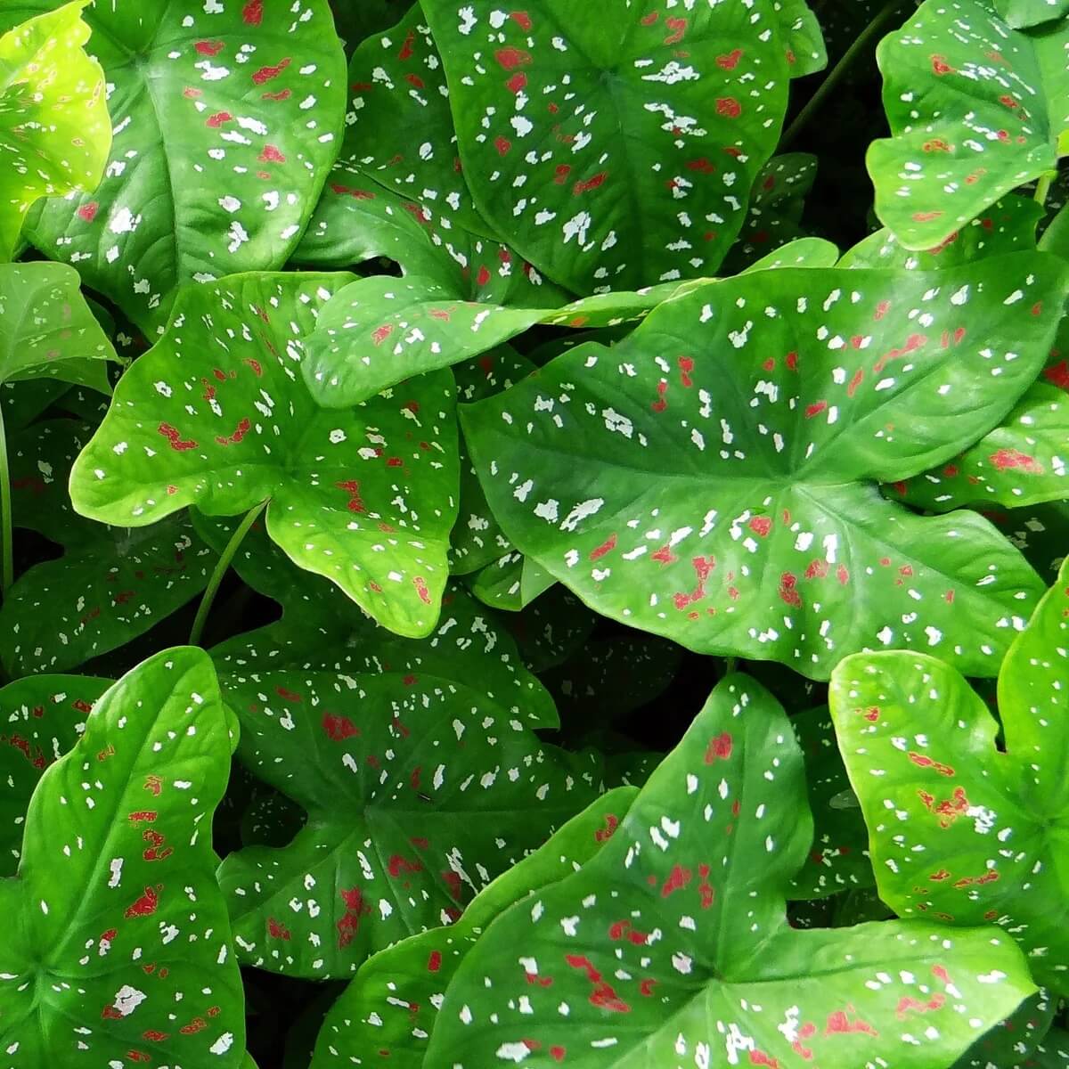 Caladium Seeds - All In One For Home Gardens