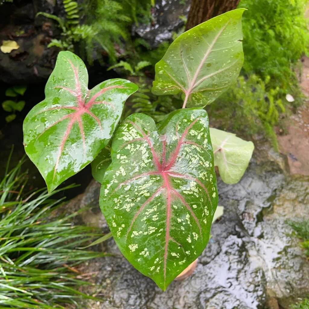 Caladium Seeds - All In One For Home Gardens