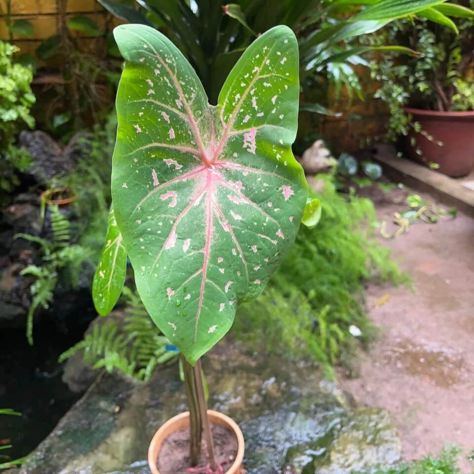 Caladium Seeds - All In One For Home Gardens