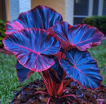 Caladium Seeds – Blue
