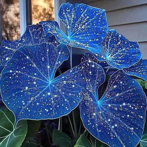 
Caladium Seeds – Sky Blue
