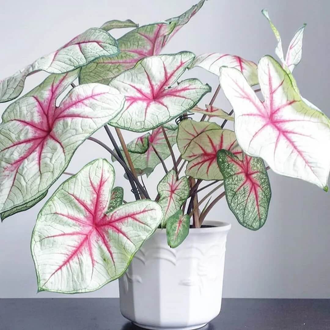 Caladium Seeds – White Queen