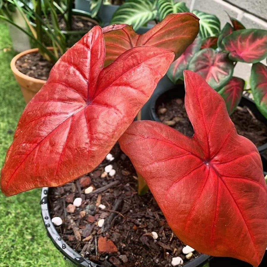 Caladium Seeds – Red Thailand