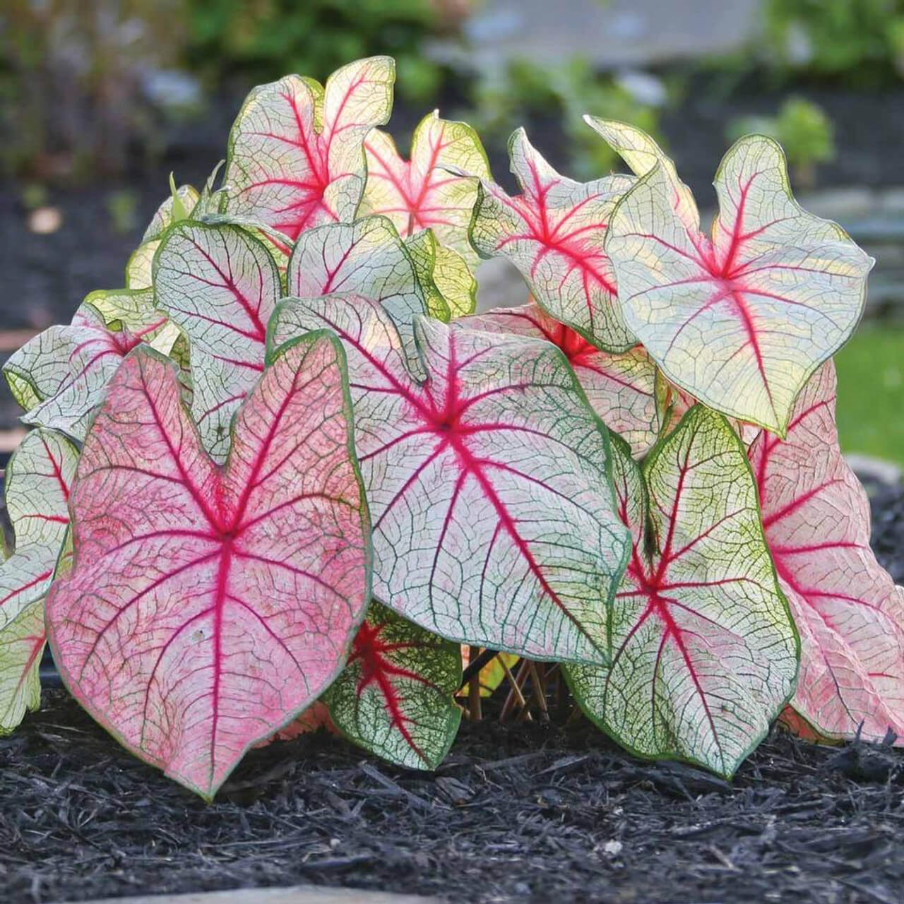Caladium Seeds – White Queen