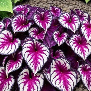 Caladium  Seeds – Violet Bicolor