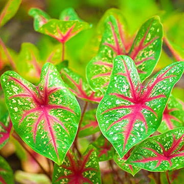 Caladium Seeds – Bicolor
