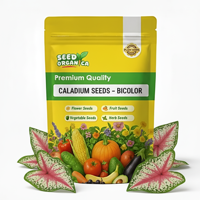 Caladium Seeds – Bicolor