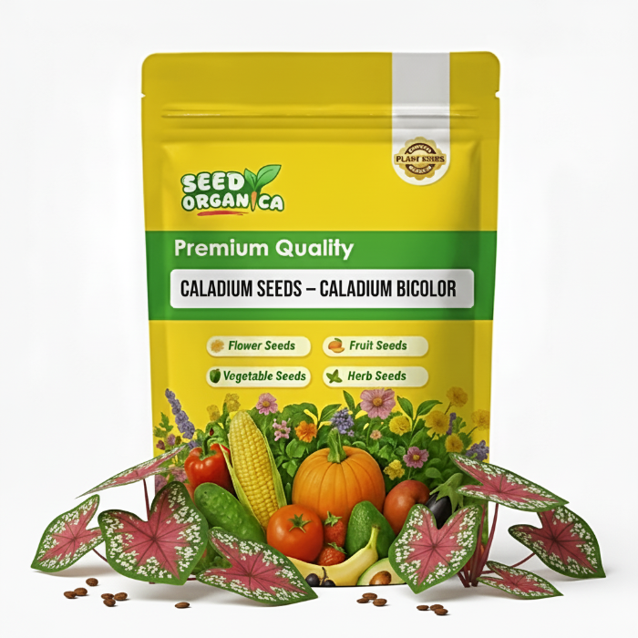 Caladium Seeds – Caladium bicolor