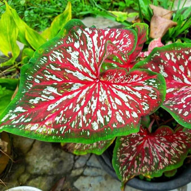 Caladium Seeds – Carolyn Whorten