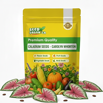 Caladium Seeds – Carolyn Whorten