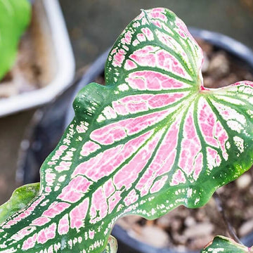 Caladium Seeds – Light Pink Green