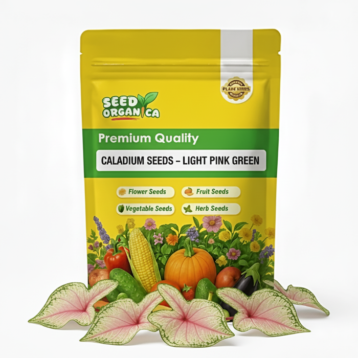 Caladium Seeds – Light Pink Green