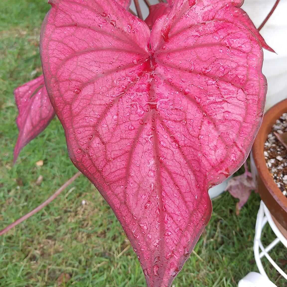 Caladium Seeds – Pink Mix