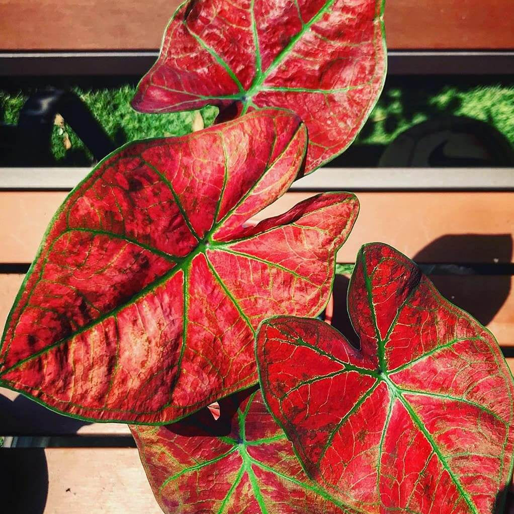 Caladium Seeds – Red Thailand