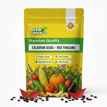 Caladium Seeds – Red Thailand