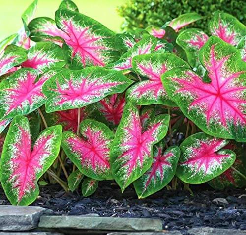 Caladium Seeds – Vibrant 