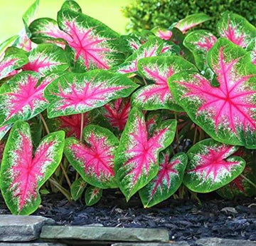 Caladium Seeds – Vibrant 