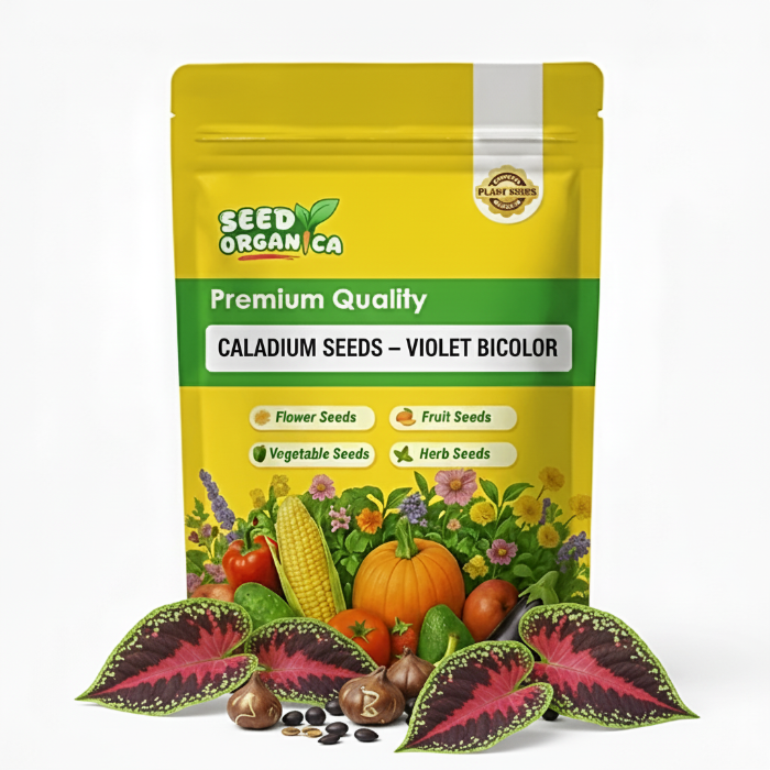 Caladium Seeds – Violet Bicolor