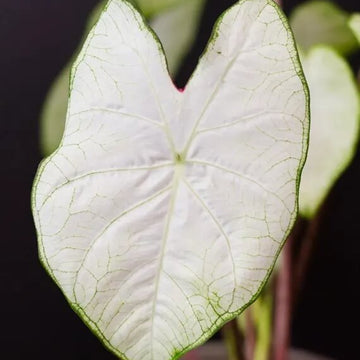 Caladium Seeds – White