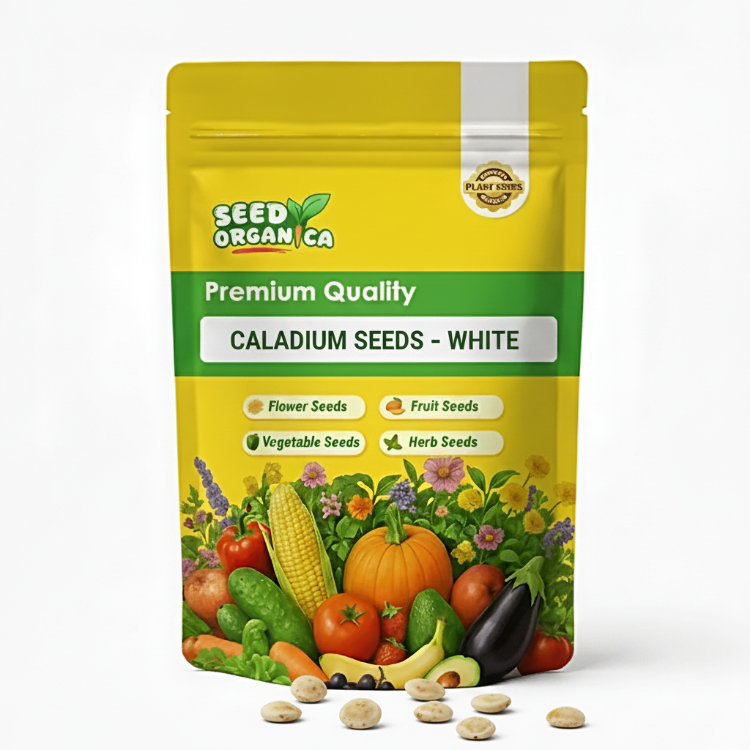 Caladium Seeds – White