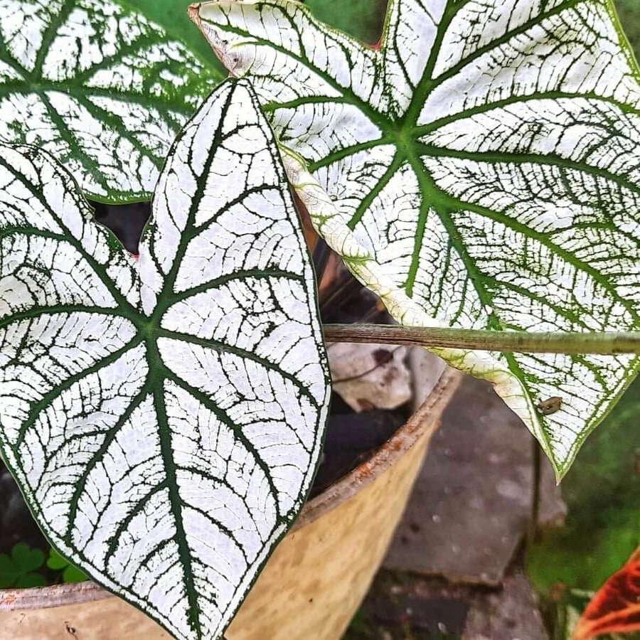 Caladium Seeds – White Green 