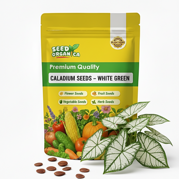 Caladium Seeds – White Green