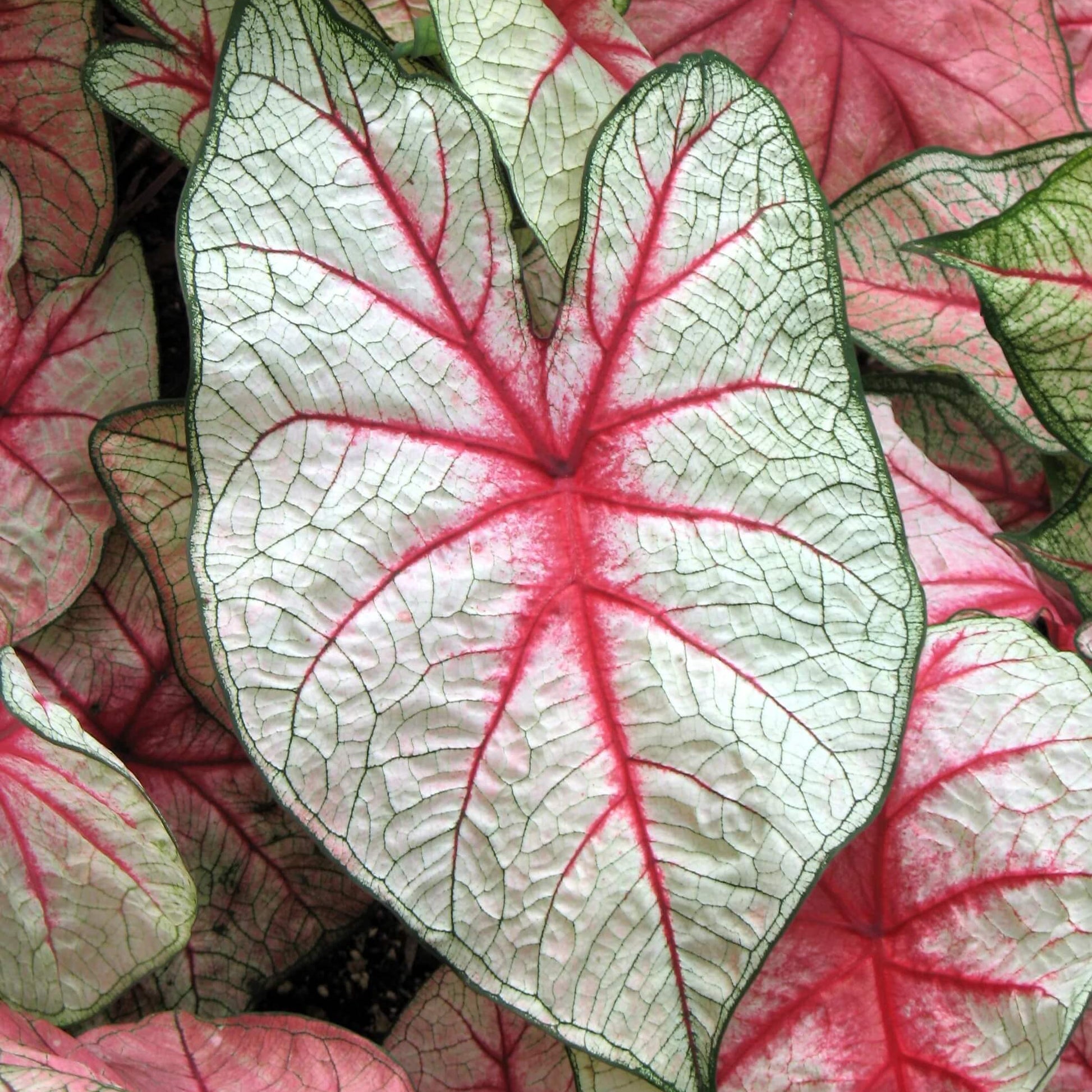Caladium Seeds – White Queen