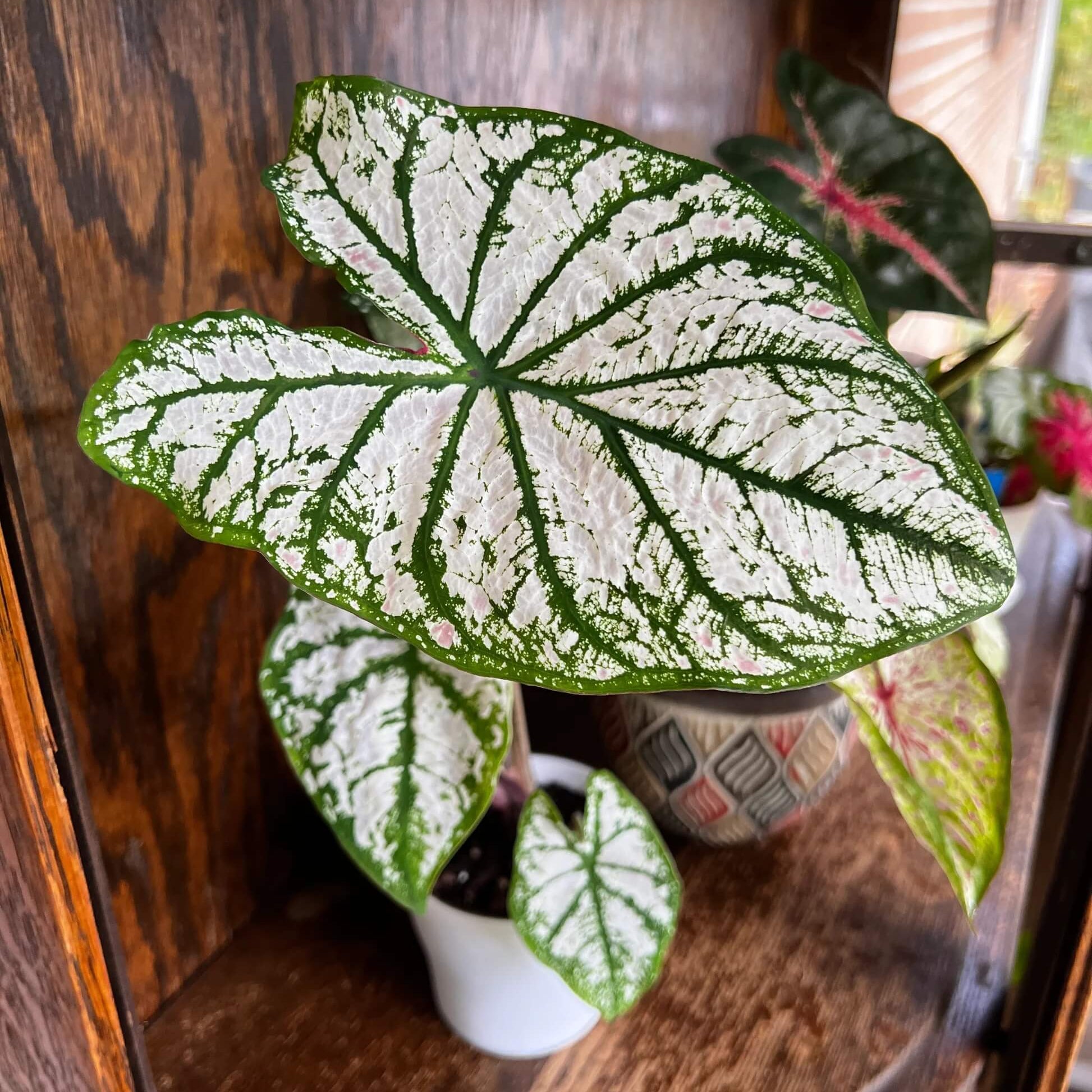 Caladium Seeds – White Green 