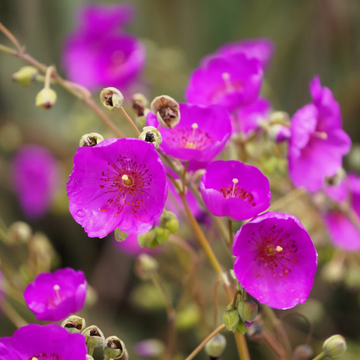 Calandrinia Seeds – Ruby Tuesday
