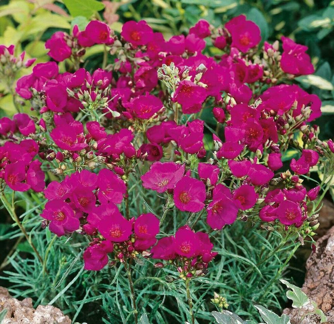 Calandrinia Seeds – Ruby Tuesday
