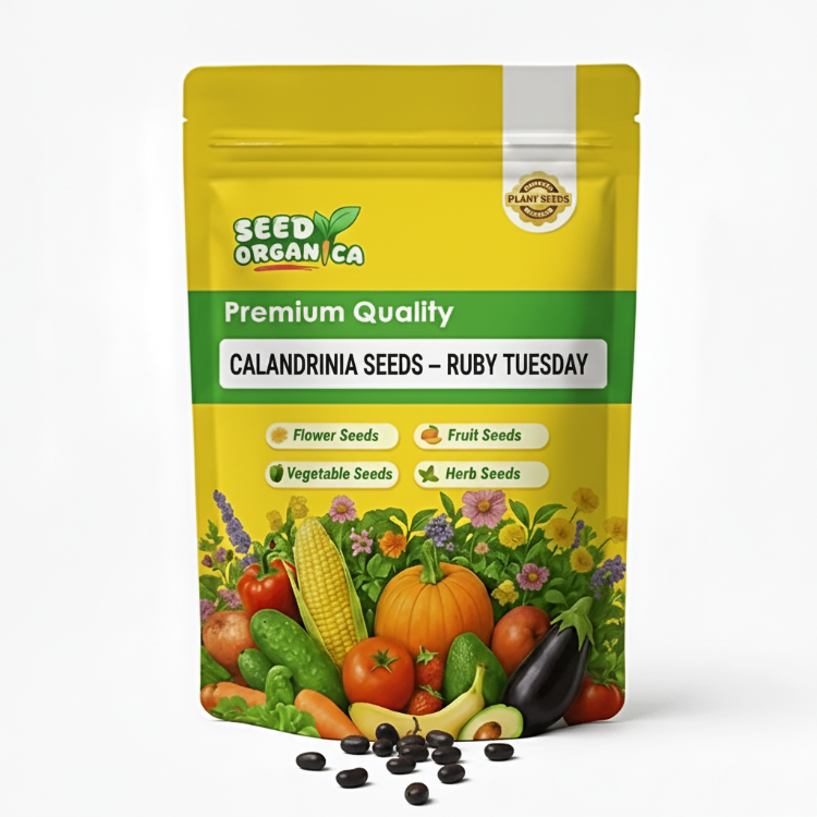 Calandrinia Seeds – Ruby Tuesday