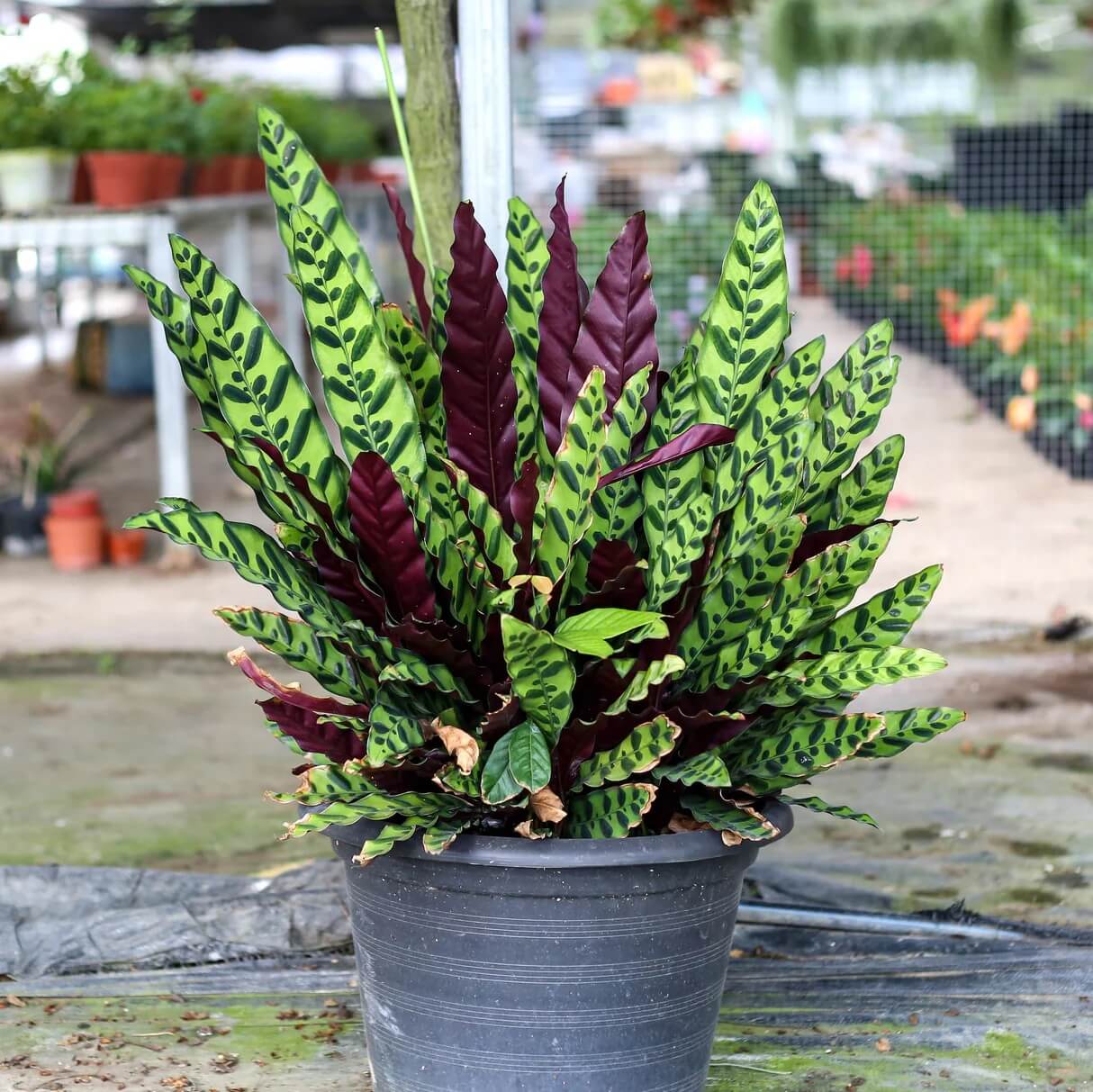 Calathea Lancifolia Seeds