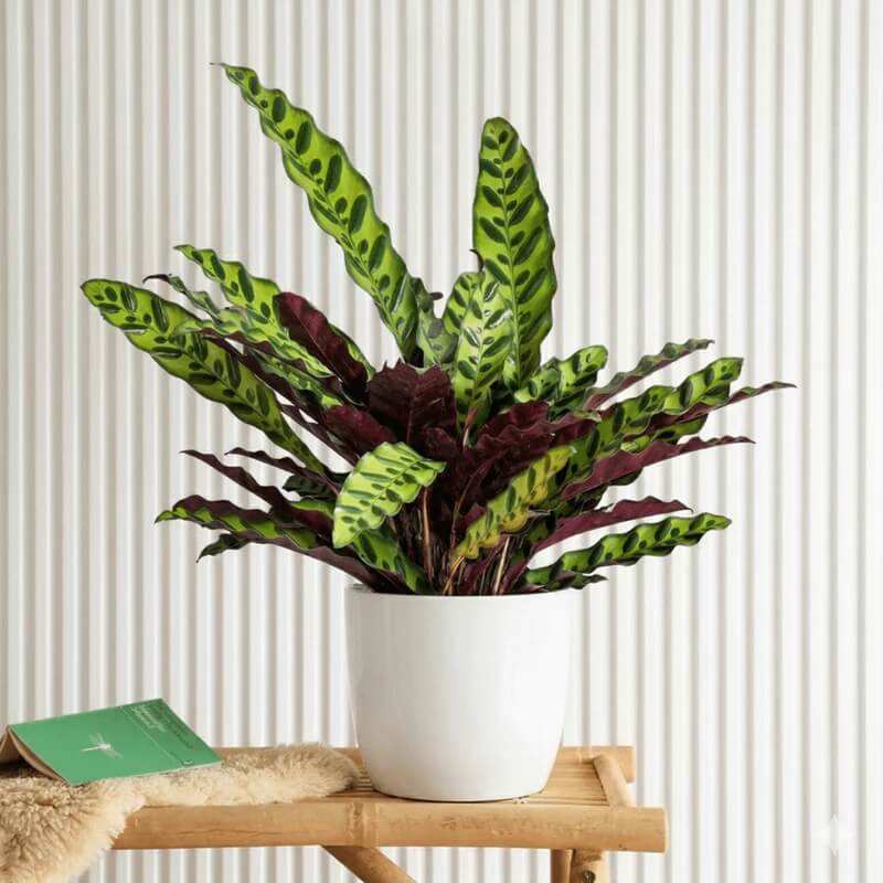 Calathea Lancifolia Seeds