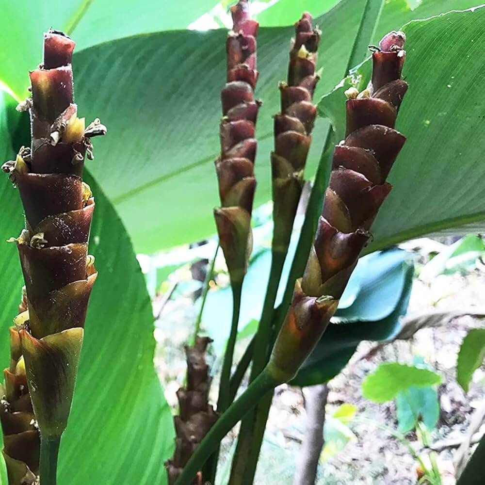 Calathea Lutea Seeds - Flower Plant