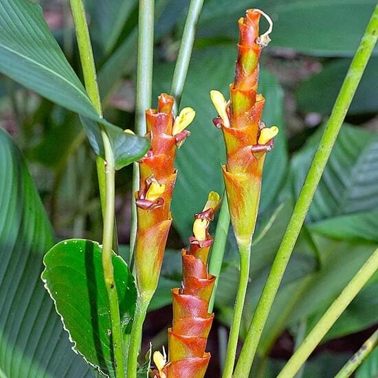 Calathea Lutea Seeds - Flower Plant