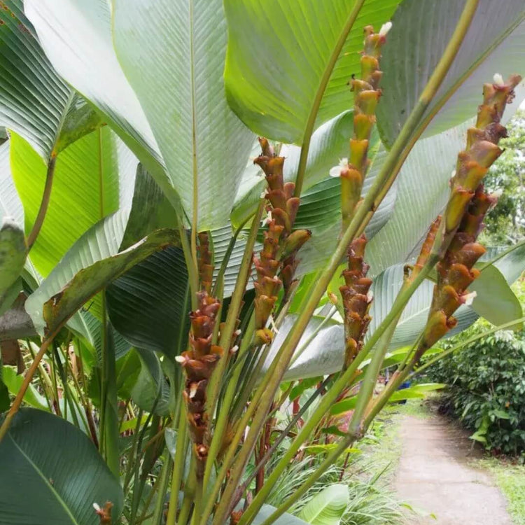 Calathea Lutea Seeds - Flower Plant