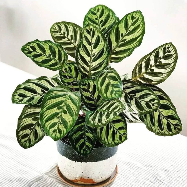 Calathea Makoyana Seeds