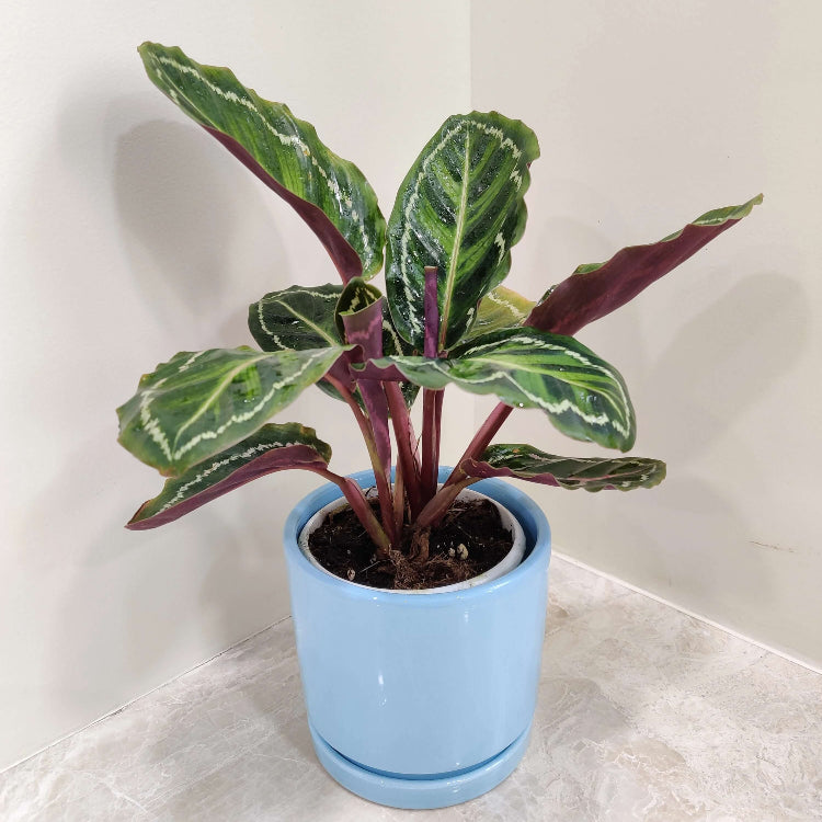 Calathea Medallion Seeds