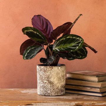 Calathea Medallion Seeds