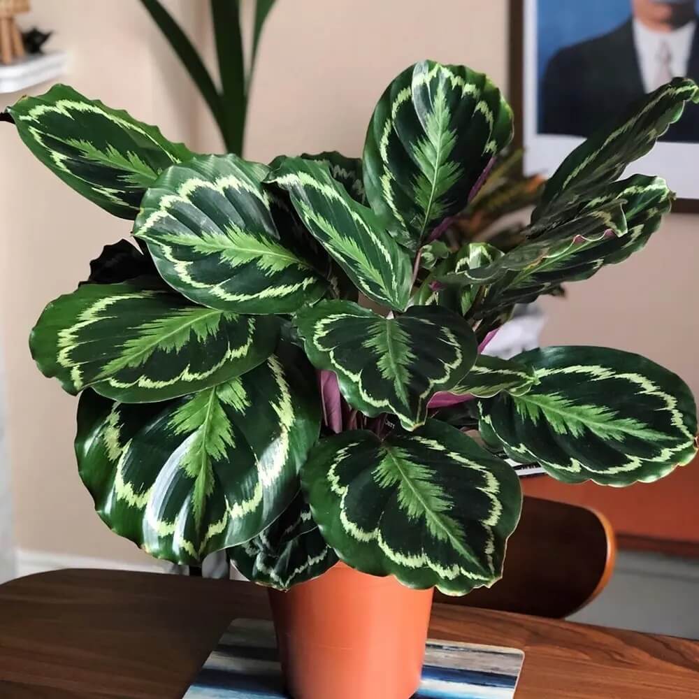 Calathea Medallion Seeds