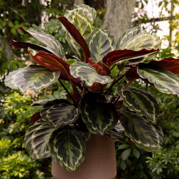 Calathea Medallion Seeds