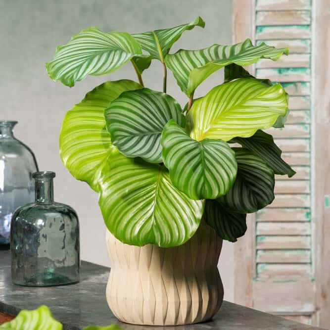 Calathea Orbifolia Seeds