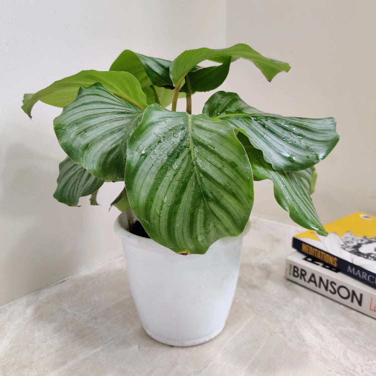 Calathea Orbifolia Seeds