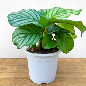 Calathea Orbifolia Seeds