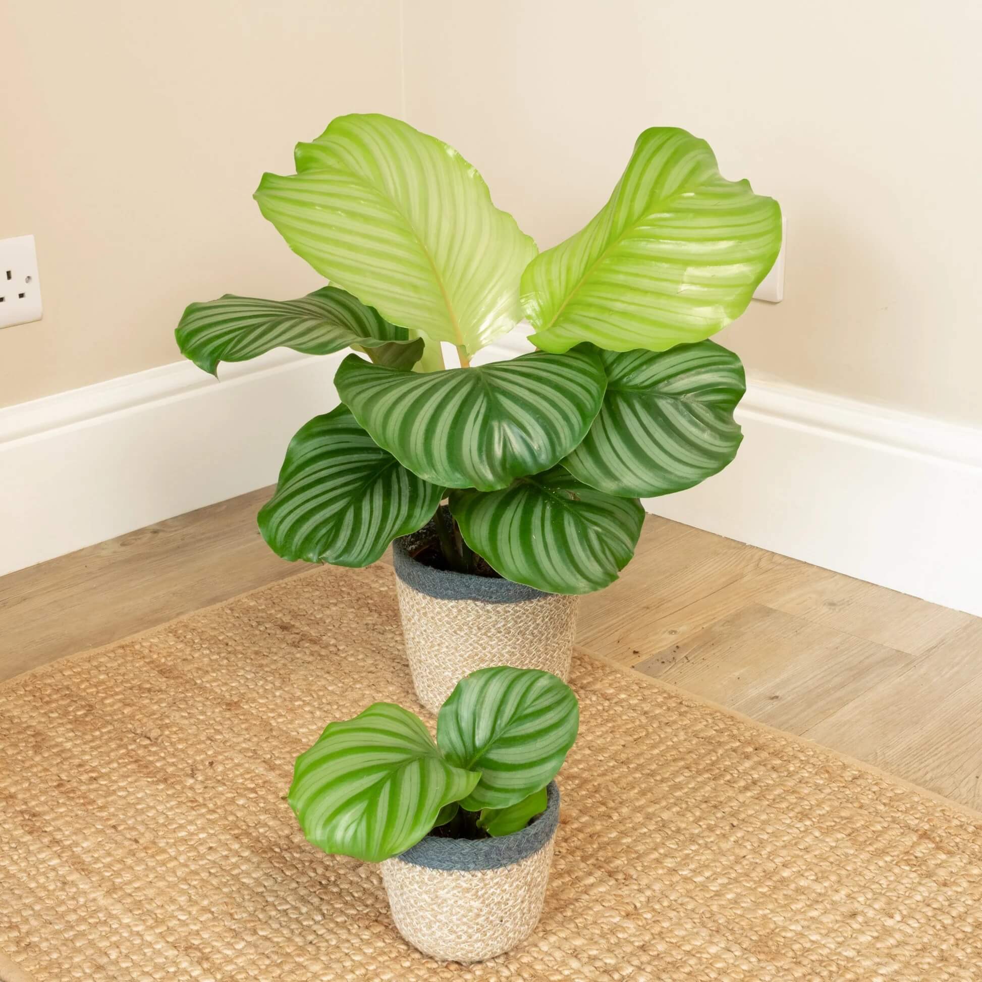 Calathea Orbifolia Seeds