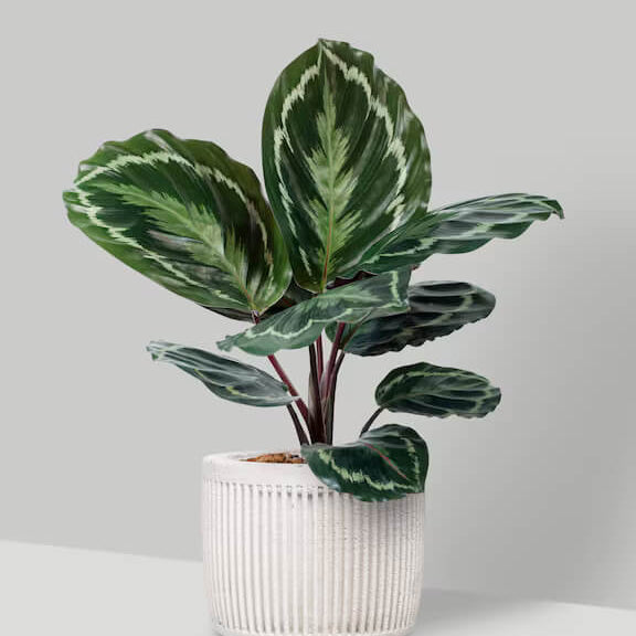 Calathea Seeds