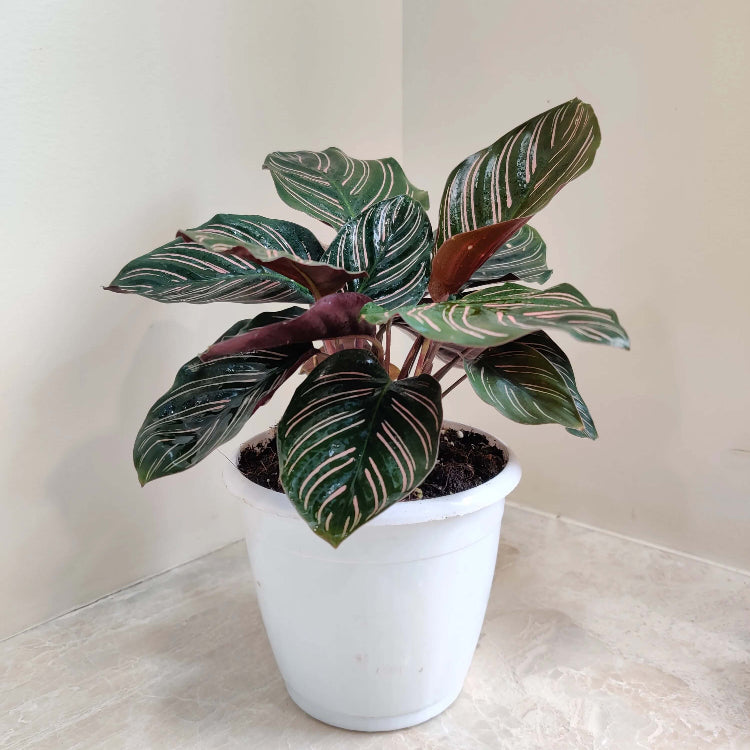 Calathea Seeds